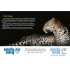 Сочи 2014: плакат «Леопард»